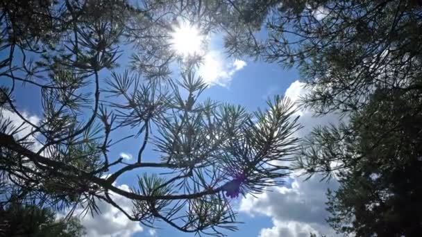 Ramas de pino sobre el fondo del cielo azul veraniego con el sol y las nubes blancas — Vídeos de Stock