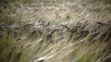 Rüzgar olgun kulakları buğday alanında güneşli bir günde salıncaklar