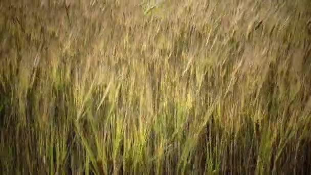 Rüzgar olgun kulakları buğday alanında güneşli bir günde salıncaklar — Stok video