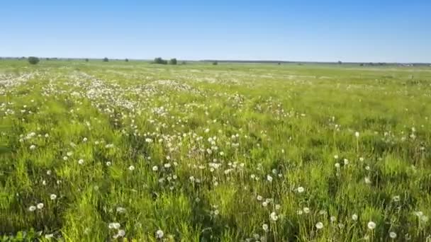 El dron vuela a pequeña altura a lo largo del campo con dientes de león blancos al soleado día de verano. — Vídeo de stock