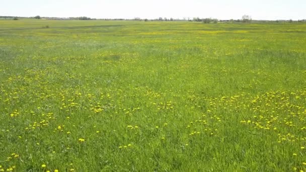 Die Drohne fliegt in kleiner Höhe über das Feld mit gelben Löwenzahn an einem sonnigen Sommertag — Stockvideo