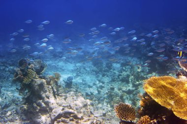 Mercan içinde balıklar. Maldivler. Hint Okyanusu.