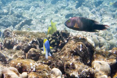 Mercan içinde balıklar. Maldivler. Hint Okyanusu. 