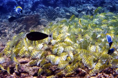 Big pack of tropical fishes over a coral reef. Abudefduf vaigiensis clipart