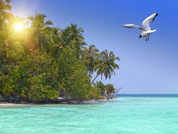 Isla Con Palmeras Océano Gaviota Voladora —  Fotos de Stock
