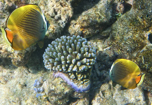 Peces Corales Mundo Submarino —  Fotos de Stock