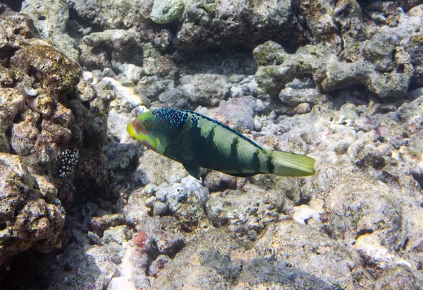 Pesci Nei Coralli Maldive Oceano Indiano — Foto Stock