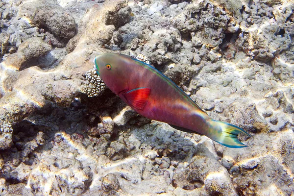 Pesci Nei Coralli Maldive Oceano Indiano — Foto Stock