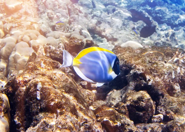 Peces Corales Maldivas Océano Índico Acanthurus Polvo Espiga Azul — Foto de Stock