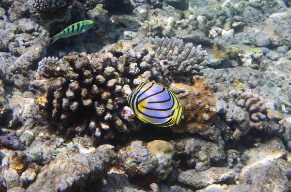 Pesci Nei Coralli Maldive Oceano Indiano — Foto Stock