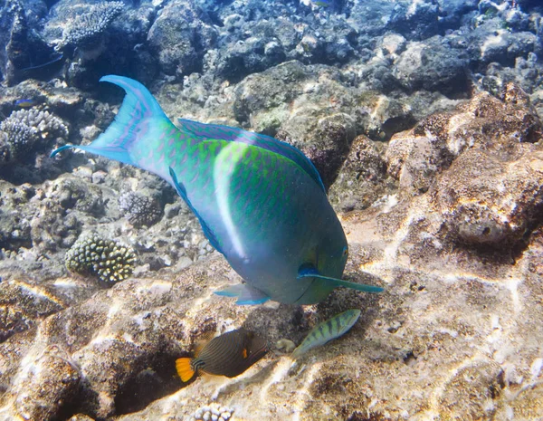 Pesci Nei Coralli Maldive Oceano Indiano Cicatrici Pesci Pappagallo — Foto Stock