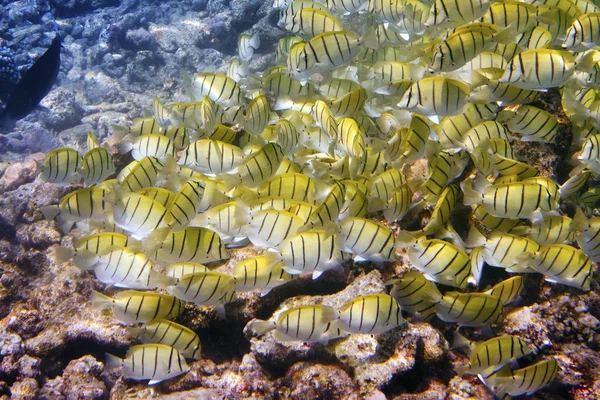 산호초에 물고기의 Abudefduf Vaigiensis — 스톡 사진