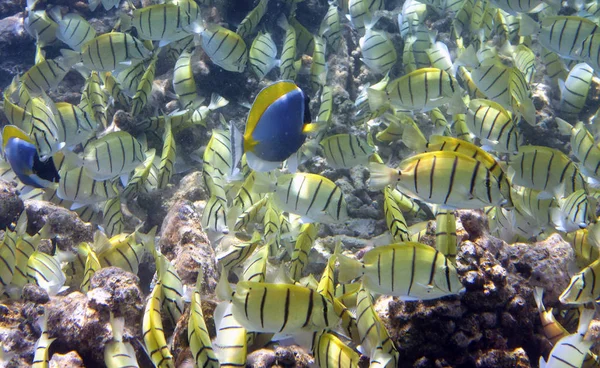 Большая Стая Тропических Рыб Над Коралловым Рифом Abudefduf Vaigiensis — стоковое фото