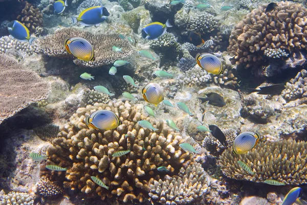 Big pack of tropical fishes over a coral reef
