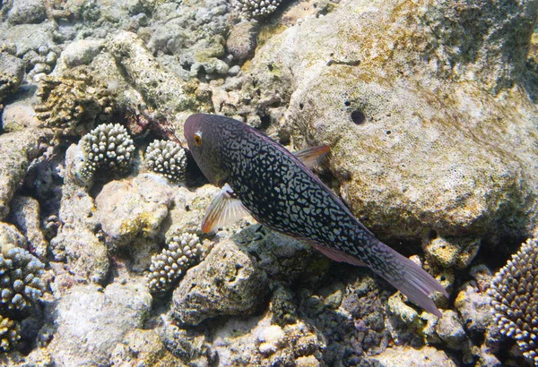 Pesci Nei Coralli Mondo Subacqueo Scarus Ferrugineus — Foto Stock