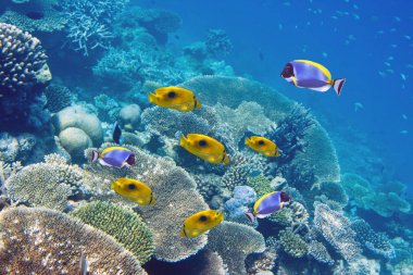 Big pack of tropical fishes over a coral reef clipart