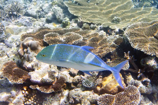 Jack Fish Caranx Lugubris Una Barriera Corallina Oceano Indiano — Foto Stock