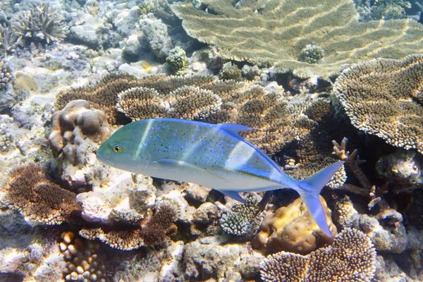 Jack Ryb Caranx Lugubris Přes Korálový Útes Indický Oceán — Stock fotografie