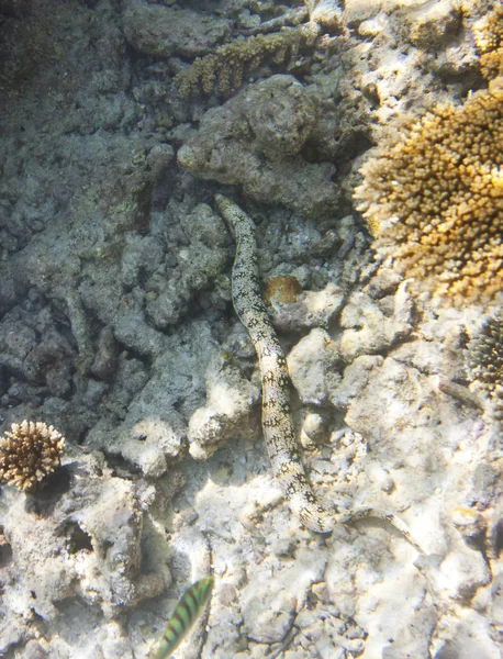 海床上的蛇 印度洋 — 图库照片