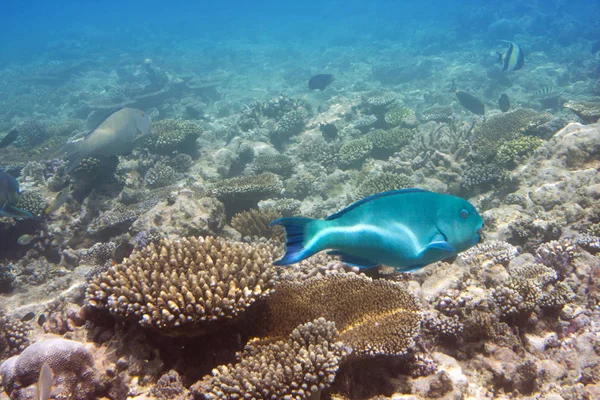 Pesce Pappagallo Cicatrice Una Barriera Corallina Oceano Indiano — Foto Stock