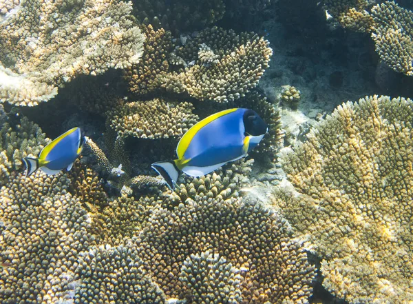 Ljusblå Tang Acanthurus Hjälpa Över Ett Korallrev Den Indiska Ocea — Stockfoto