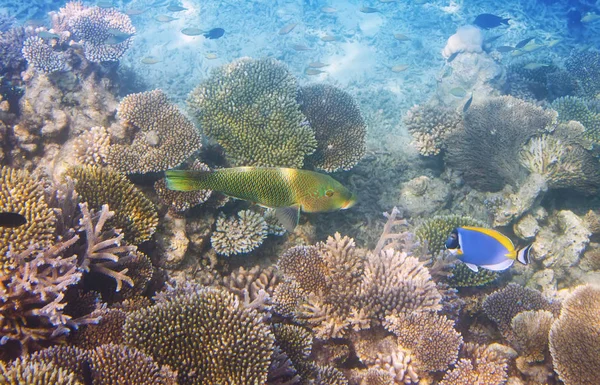 Ryby Korálech Podvodní Svět — Stock fotografie