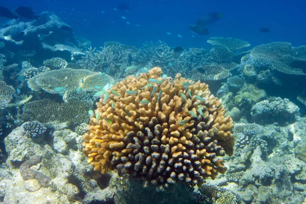 Stor Flock Tropiska Fiskar Över Ett Korallrev — Stockfoto