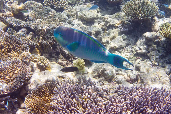 Попугай Скарус Над Коралловым Рифом Индийском Океане — стоковое фото