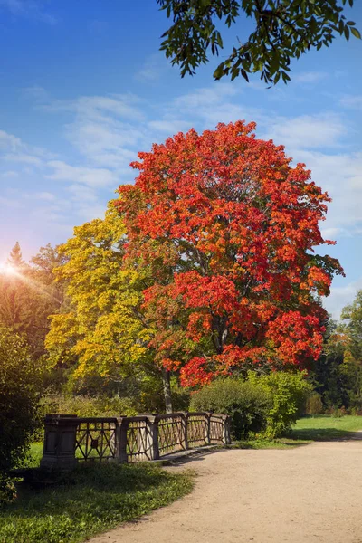 Arce Otoño Brillante Árbol Otoño Con Follaje Brillante Sobre Fondo —  Fotos de Stock