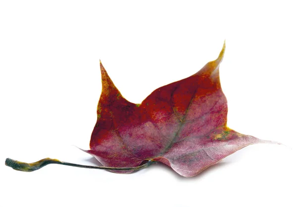 Bright Maple Leaf Close White Background — Stock Photo, Image