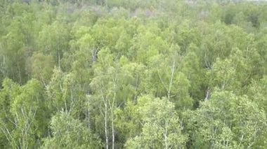 Havadan dron yaz güneşli günde huş ağacı ahşap görünümü
