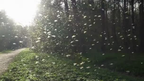 Colony of mosquitoes, swarm of midges with backlight in the early spring in the park — Stock Video