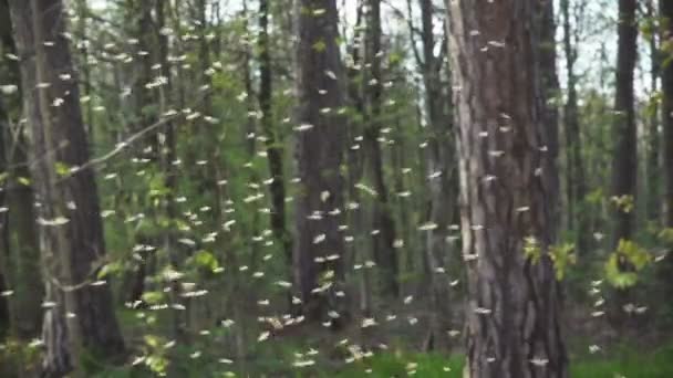 Colonia de mosquitos, enjambre de mosquitos con contraluz a principios de primavera en el parque — Vídeo de stock