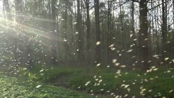 Colony of mosquitoes, swarm of midges with backlight in the early spring in the park — Stock Video