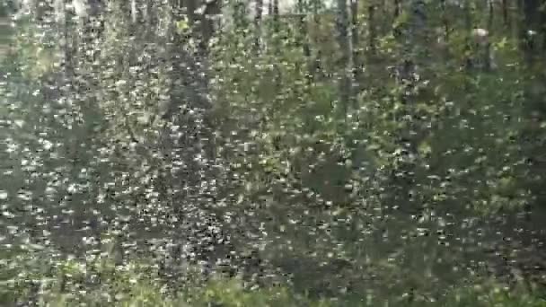 Colony of mosquitoes, swarm of midges with backlight in the early spring in the park — Stock Video