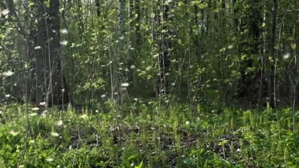 Colonie de moustiques, essaim de moucherons avec contre-jour au début du printemps dans le parc — Video