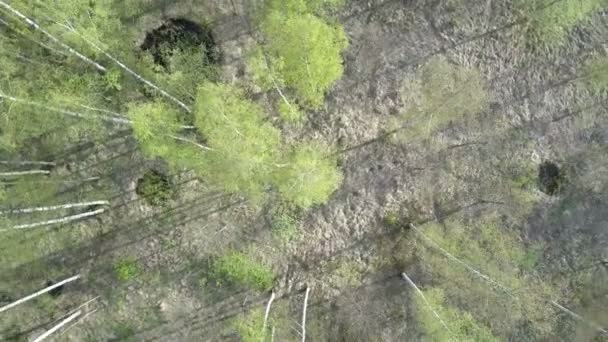 Vista aérea desde el dron sobre la madera de abedul en el día soleado de verano — Vídeos de Stock