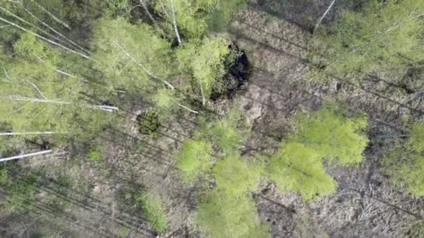 Vista aérea desde el dron sobre la madera de abedul en el día soleado de verano — Vídeos de Stock