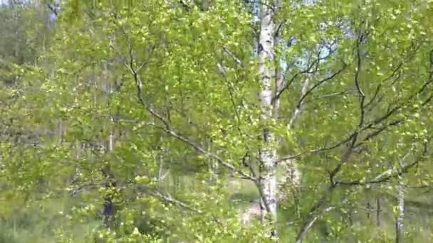 Vista aérea desde el dron sobre la madera de abedul en el día soleado de verano — Vídeos de Stock