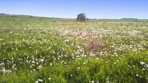 Il drone vola a piccola altezza lungo il campo con denti di leone bianchi alla soleggiata giornata estiva — Video Stock