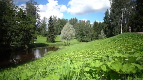 La caméra se déplace vers une vallée d'herbe au premier plan croissant sur la rive de la rivière dans une journée d'été ensoleillée — Video