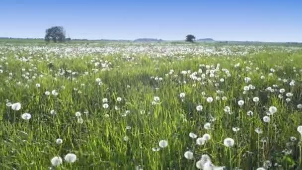 El dron vuela a pequeña altura a lo largo del campo con dientes de león blancos al soleado día de verano. — Vídeos de Stock