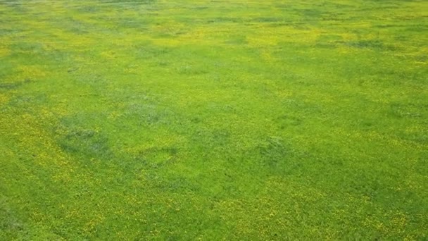 Vista aérea desde el dron en el campo con dientes de león amarillos en verano día soleado — Vídeos de Stock