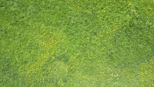 Vista aérea desde el dron en el campo con dientes de león amarillos en verano día soleado — Vídeo de stock