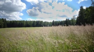 Püsküllü hairgrass Deschampsia cespitosa Rüzgar bir çim yaz güneşli bir günde sallanır.