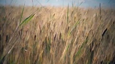 Rüzgar olgun kulakları buğday alanında güneşli bir günde salıncaklar