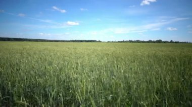 Rüzgar olgun kulakları buğday alanında güneşli bir günde salıncaklar