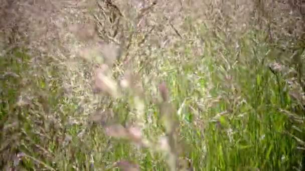 Püsküllü hairgrass Deschampsia cespitosa Rüzgar bir çim yaz güneşli bir günde sallanır. — Stok video