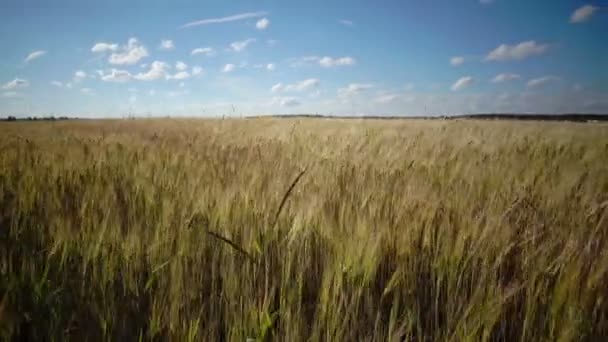 Ветер качается спелые колосья пшеницы в поле в солнечный день — стоковое видео