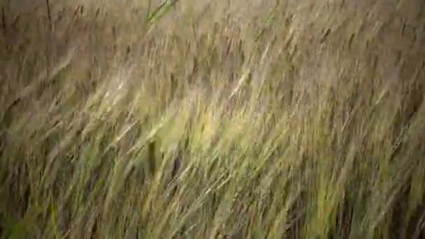 Wind schommels rijp oren van tarwe in het veld in zonnige dag — Stockvideo